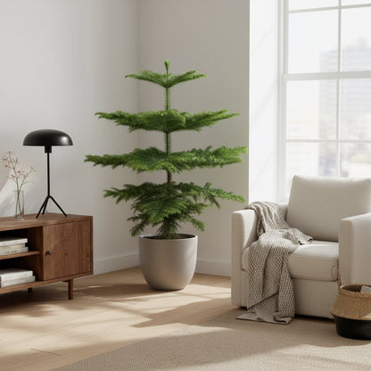 Araucaria heterophylla – Pin de Norfolk – Ø21cm – ↕70cm - Verdeia