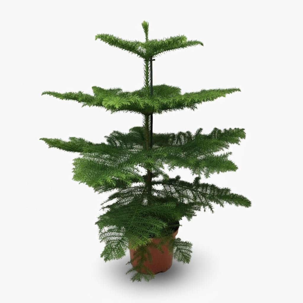 Araucaria heterophylla — Sapin de Norfolk - Verdeia