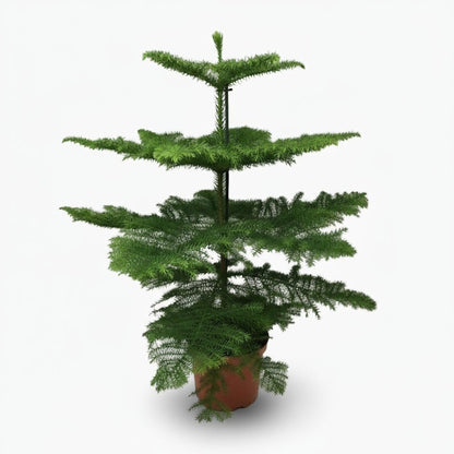 Araucaria heterophylla — Sapin de Norfolk - Verdeia