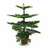 Araucaria heterophylla (Norfolk Island Pine) - Verdeia - 5