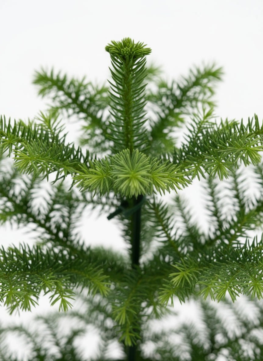 Araucaria heterophylla — Sapin de Norfolk - Verdeia - 2