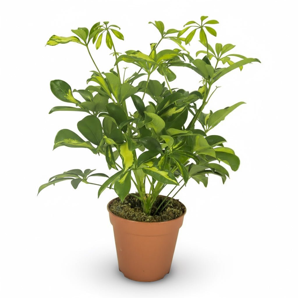 Árbol sombrilla — Schefflera &