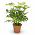 Umbrella tree — Schefflera &