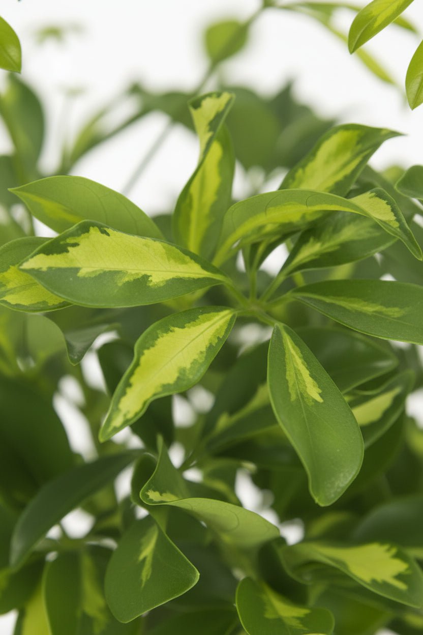 Árbol sombrilla — Schefflera &