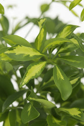 Umbrella tree — Schefflera &