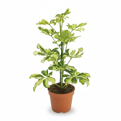 Umbrella tree — Schefflera Charlotte — Ø13 cm — H45 cm - Verdeia - 1