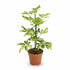 Umbrella tree — Schefflera Charlotte — Ø13 cm — H45 cm - Verdeia - 1