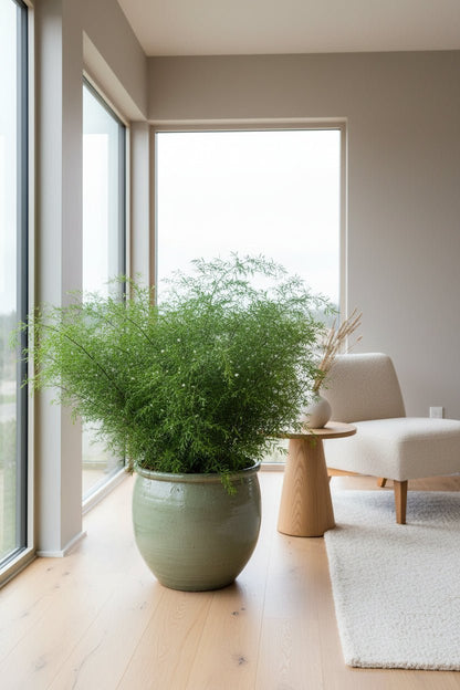 Asparagus Densiflorus &