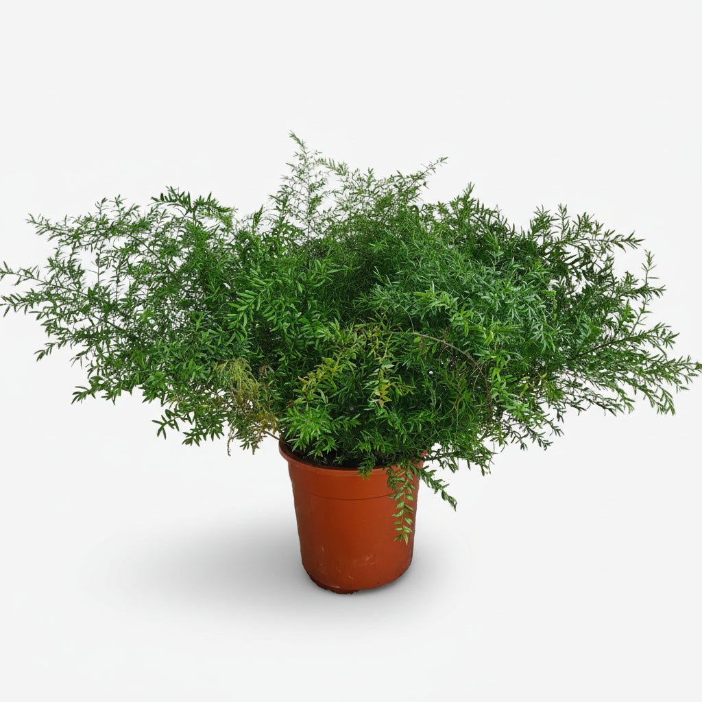 Asparagus Densiflorus &