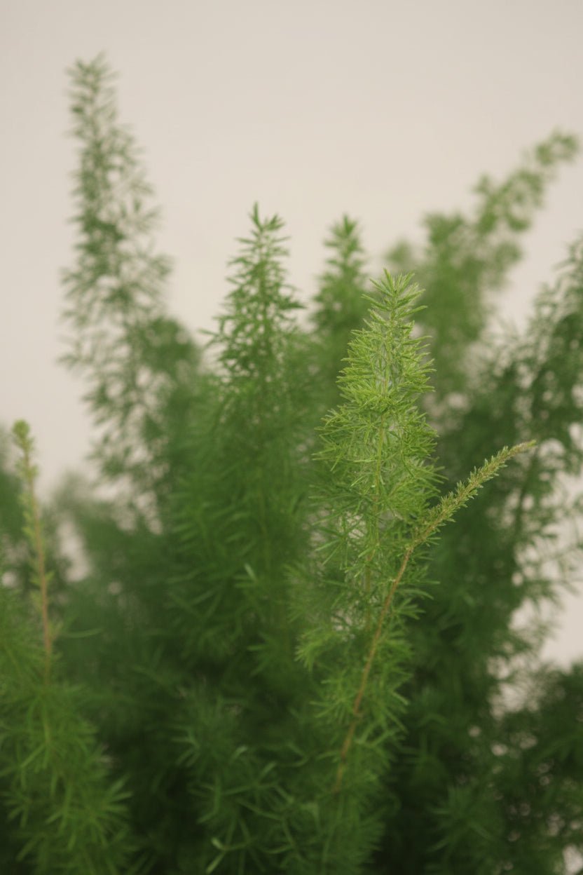 Close-up of the foliage of Asparagus Densiflorus Meyers