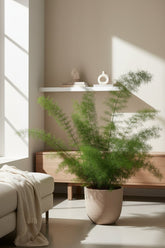 Grande Asparagus Densiflorus Meyers colocado en el suelo cerca de la ventana