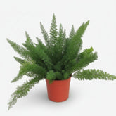 Asparagus Densiflorus Meyers (Asperge plumeau) - Verdeia - 6