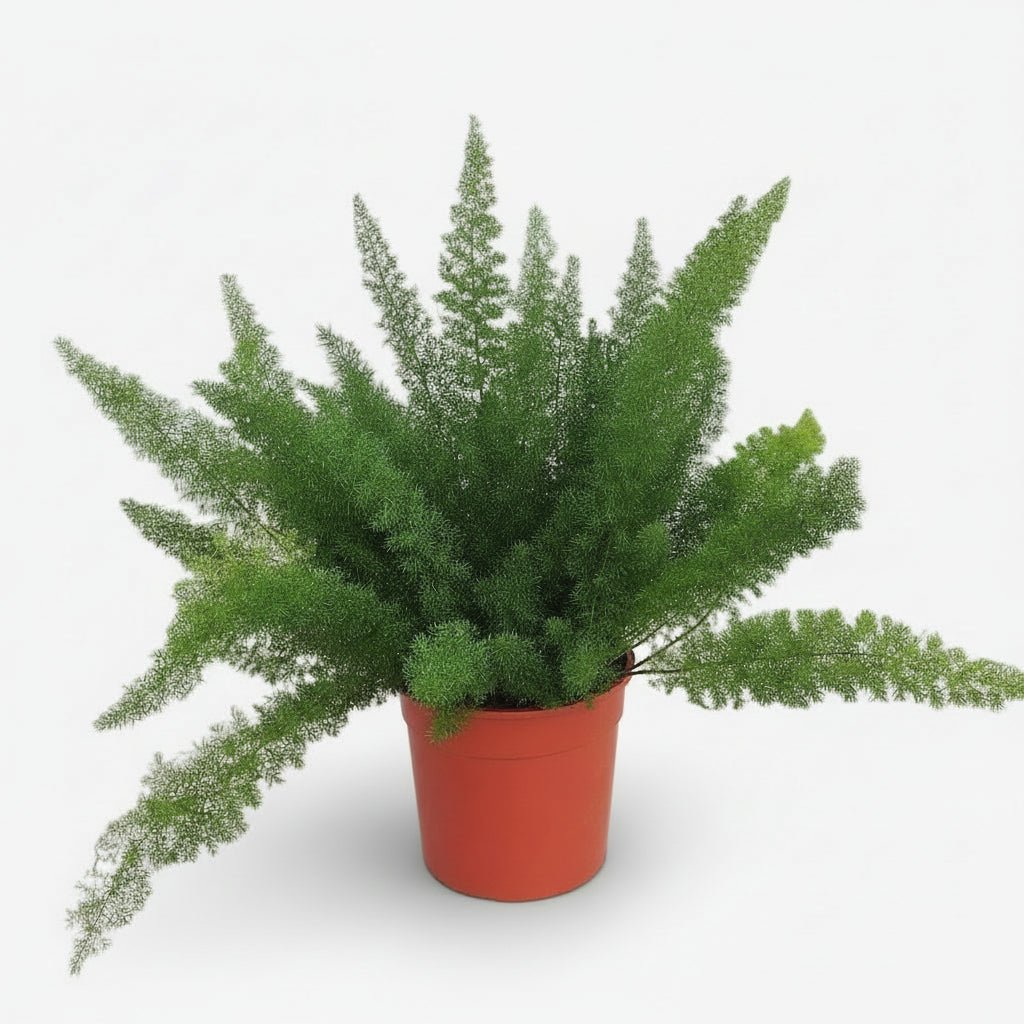 Asparagus Densiflorus Meyers (Asperge plumeau) - Verdeia - 6