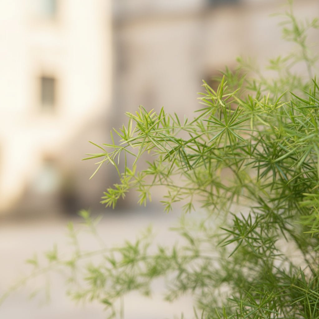 Asparagus Sprengeri – Asparago ornamentale ricadente – D17 x H35 cm - Verdeia - 2