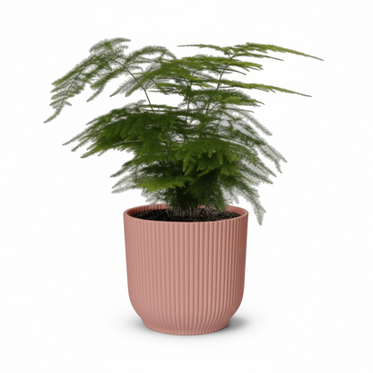 Asparagus setaceus – Fougère d’Asperge - Verdeia