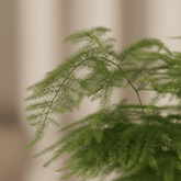 Asparagus setaceus – Helecho de espárrago - Verdeia - 2