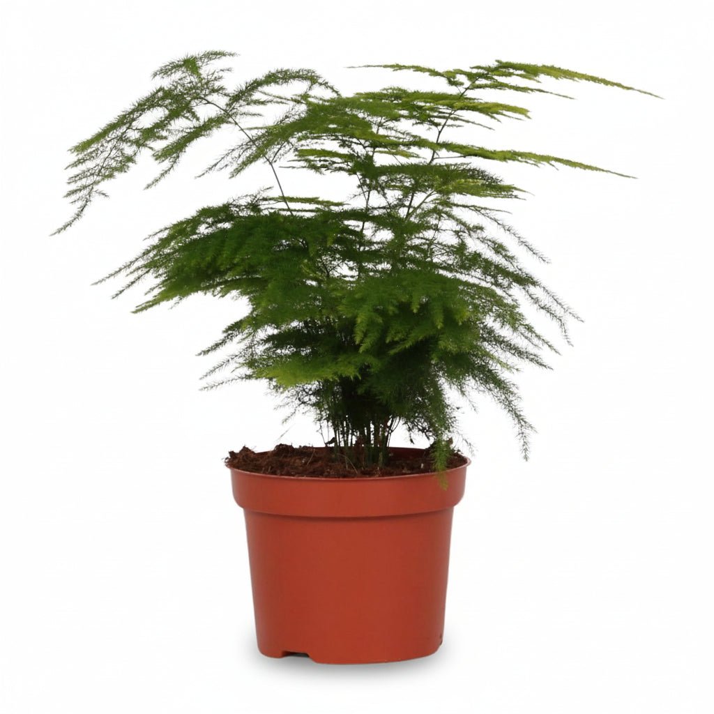 Asparagus setaceus (Szparag pierzasty) - Verdeia - 1