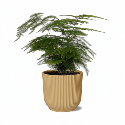 Asparagus setaceus – Fougère d’Asperge - Verdeia