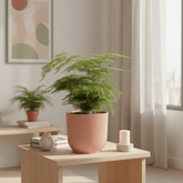 Asparagus setaceus – Helecho de espárrago - Verdeia - 3