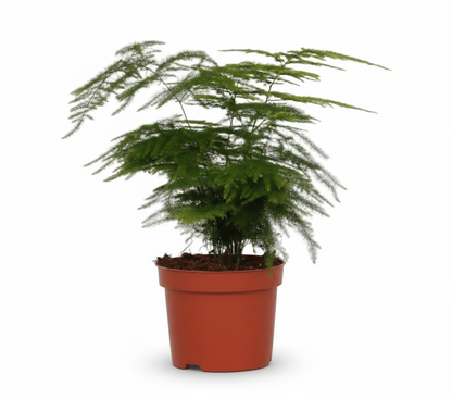 Asparagus setaceus – Fougère d’Asperge - Verdeia