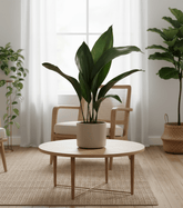 Aspidistra elatior – Lengua de suegra japonesa - Verdeia - 4