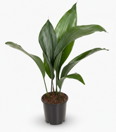 Aspidistra elatior – Lengua de suegra japonesa - Verdeia - 1