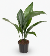 Aspidistra elatior – Lengua de suegra japonesa - Verdeia - 5