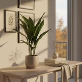 Aspidistra elatior – Lengua de suegra japonesa - Verdeia - 3