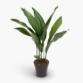 Aspidistra elatior – Lengua de suegra japonesa - Verdeia - 6