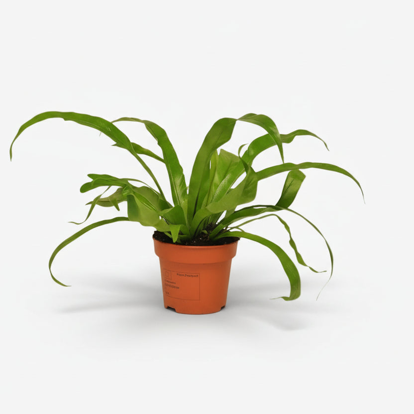 Asplenium Antiquum — Helecho nido de pájaro - Verdeia - 5