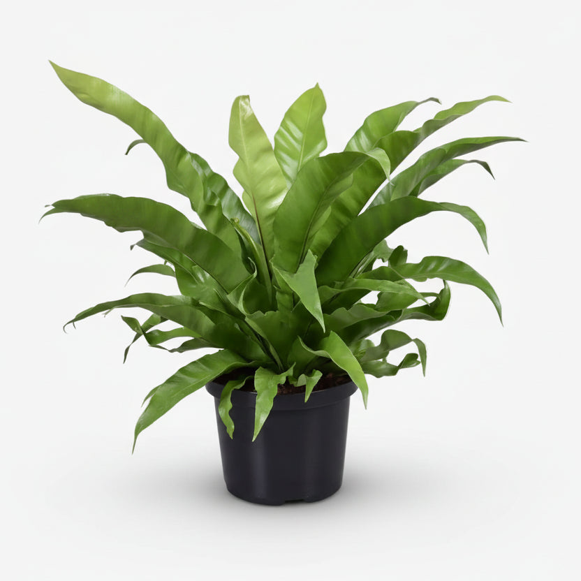 Asplenium Antiquum — Helecho nido de pájaro - Verdeia - 6