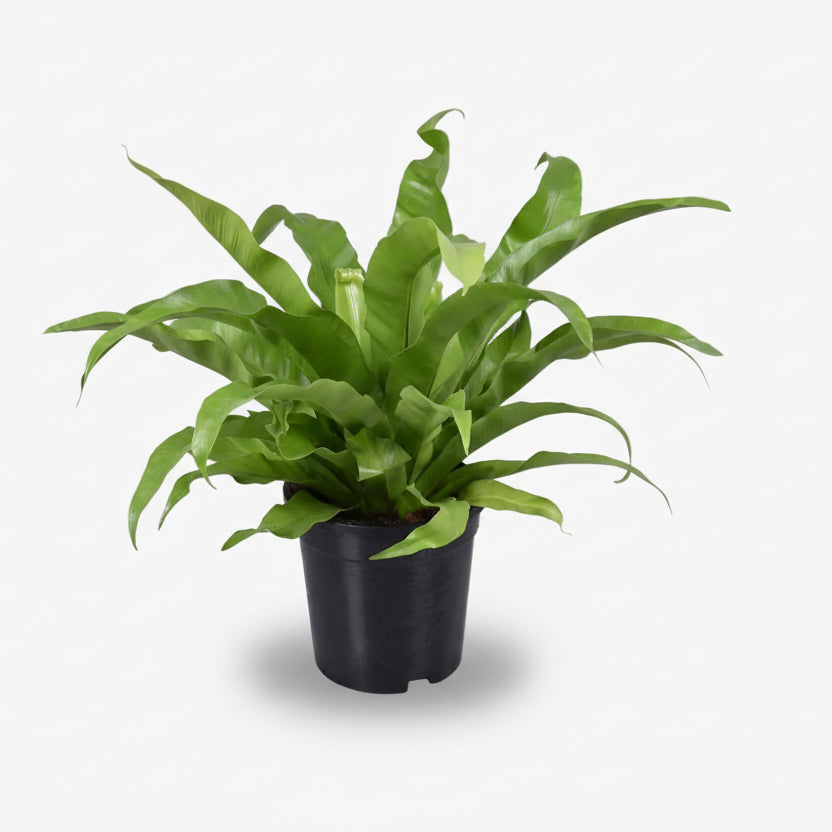 Asplenium Antiquum — Helecho nido de pájaro - Verdeia - 1