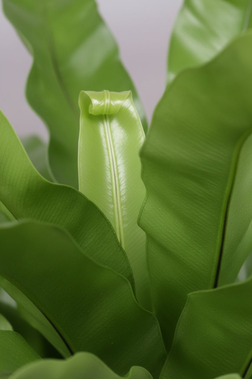 Asplenium Antiquum — Helecho nido de pájaro - Verdeia - 2