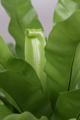 Asplenium Antiquum — Bird&