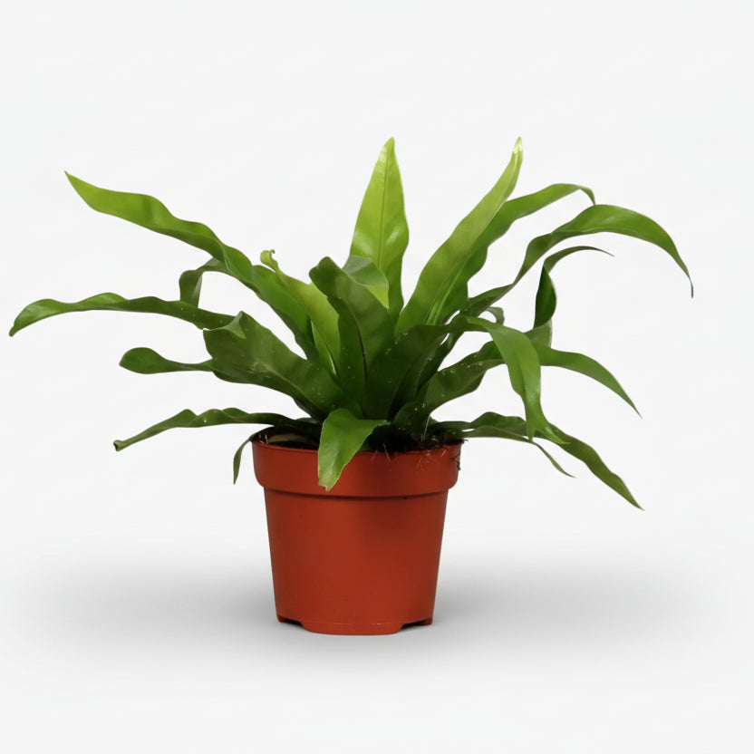 Asplenium Antiquum — Helecho nido de pájaro - Verdeia - 4