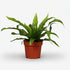Asplenium Antiquum — Fuglerede-bregne - Verdeia - 4