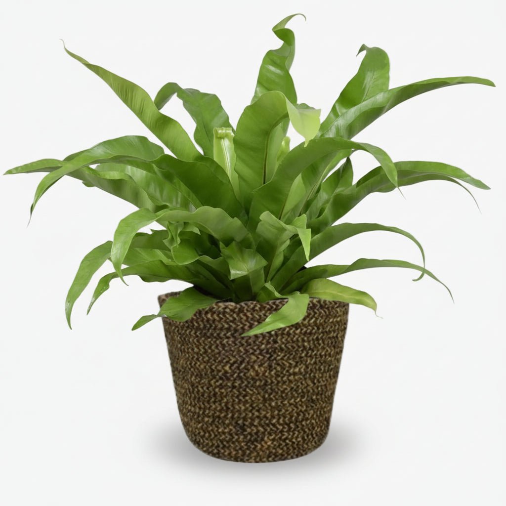 Asplenium Antiquum — Panier Selin noir — Prêt à poser - Verdeia - 1