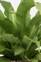 Asplenium Antiquum — Panier Selin noir — Prêt à poser - Verdeia - 2