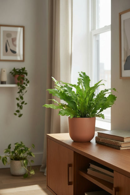 Asplenium Campio — Helecho nido de pájaro — Ø17 cm — H50 cm - Verdeia - 3