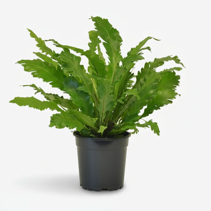 Asplenium Campio — Helecho nido de pájaro — Ø17 cm — H50 cm - Verdeia - 1