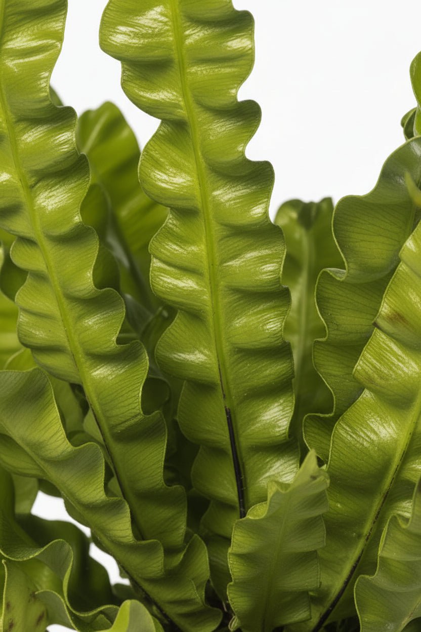 Asplenium Crispy Wave — Helecho nido de pájaro — Ø12 cm — H25 cm - Verdeia - 2