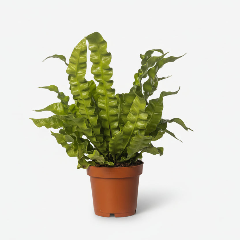 Asplenium Crispy Wave — Helecho nido de pájaro — Ø12 cm — H25 cm - Verdeia - 1