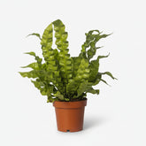 Asplenium Crispy Wave — Helecho nido de pájaro — Ø12 cm — H25 cm - Verdeia - 1