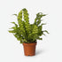 Asplenium Crispy Wave — Helecho nido de pájaro — Ø12 cm — H25 cm - Verdeia - 1