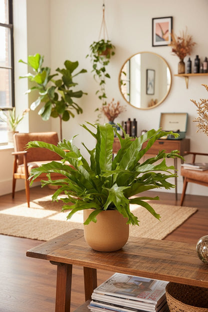 Asplenium Nidus Crissie — Bird&