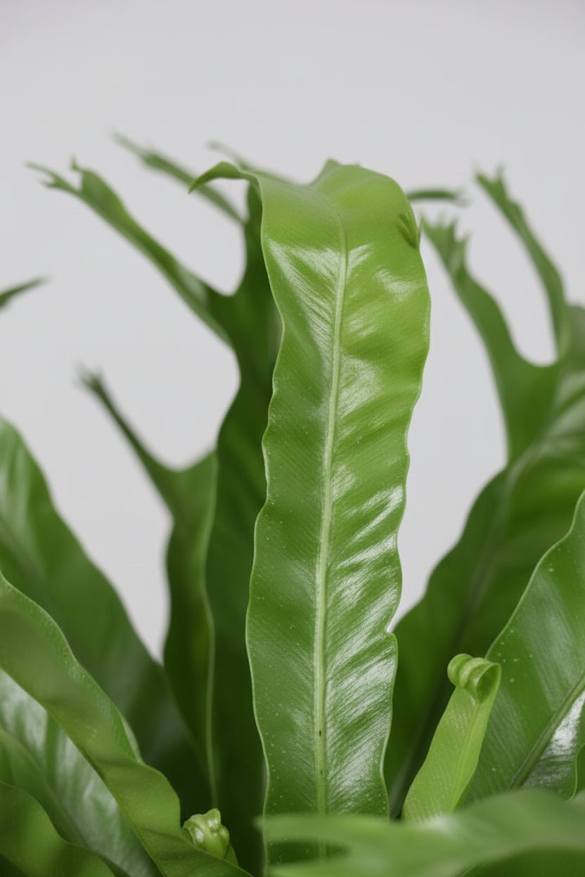 Asplenium Nidus Crissie — Fuglerede-bregne - Verdeia - 2