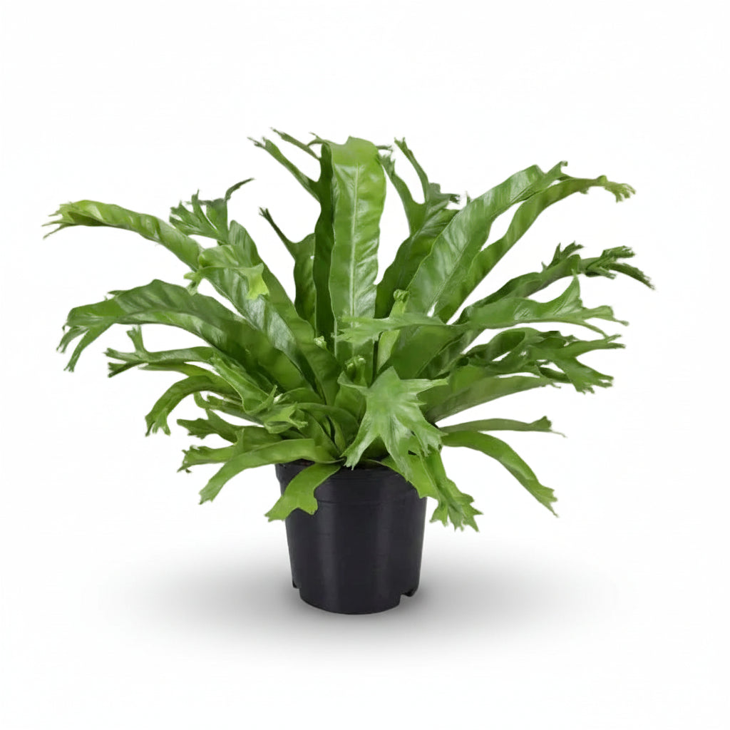 Asplenium Nidus Crissie — Fuglerede-bregne - Verdeia - 1