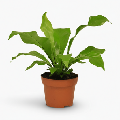 Asplenium nidus – Fougère nid d’oiseau - Verdeia