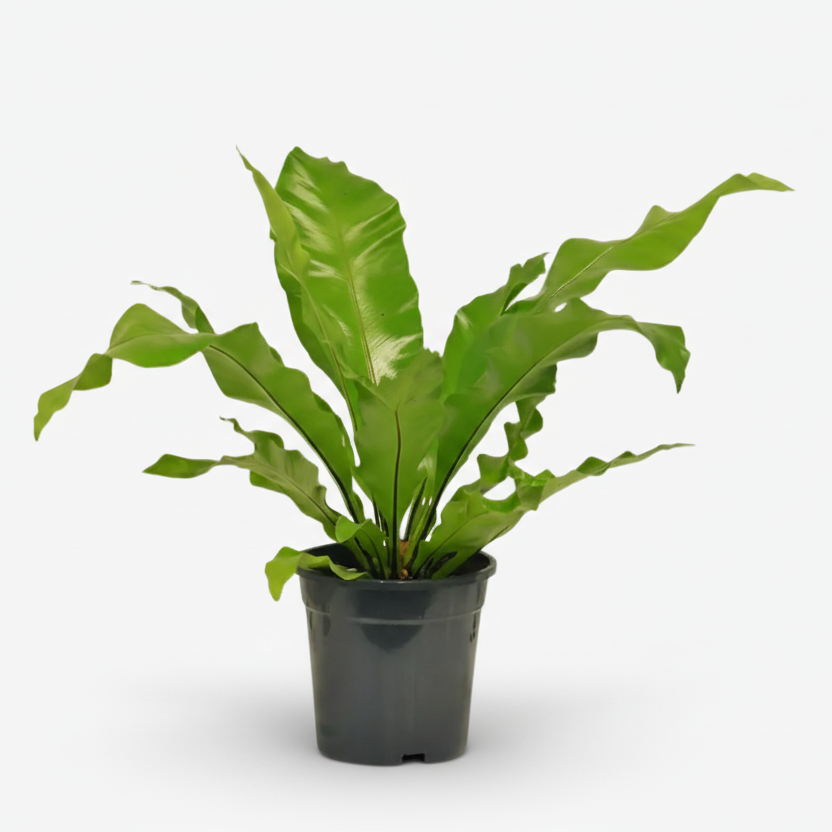 Asplenium Nidus — Helecho nido de pájaro - Verdeia - 1