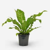 Asplenium Nidus — Helecho nido de pájaro - Verdeia - 1